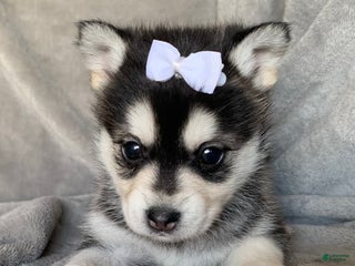 Alaskan Klee Kai dogs Petite Toy Husky~ Amazing Petunia~!!! - Ad 1