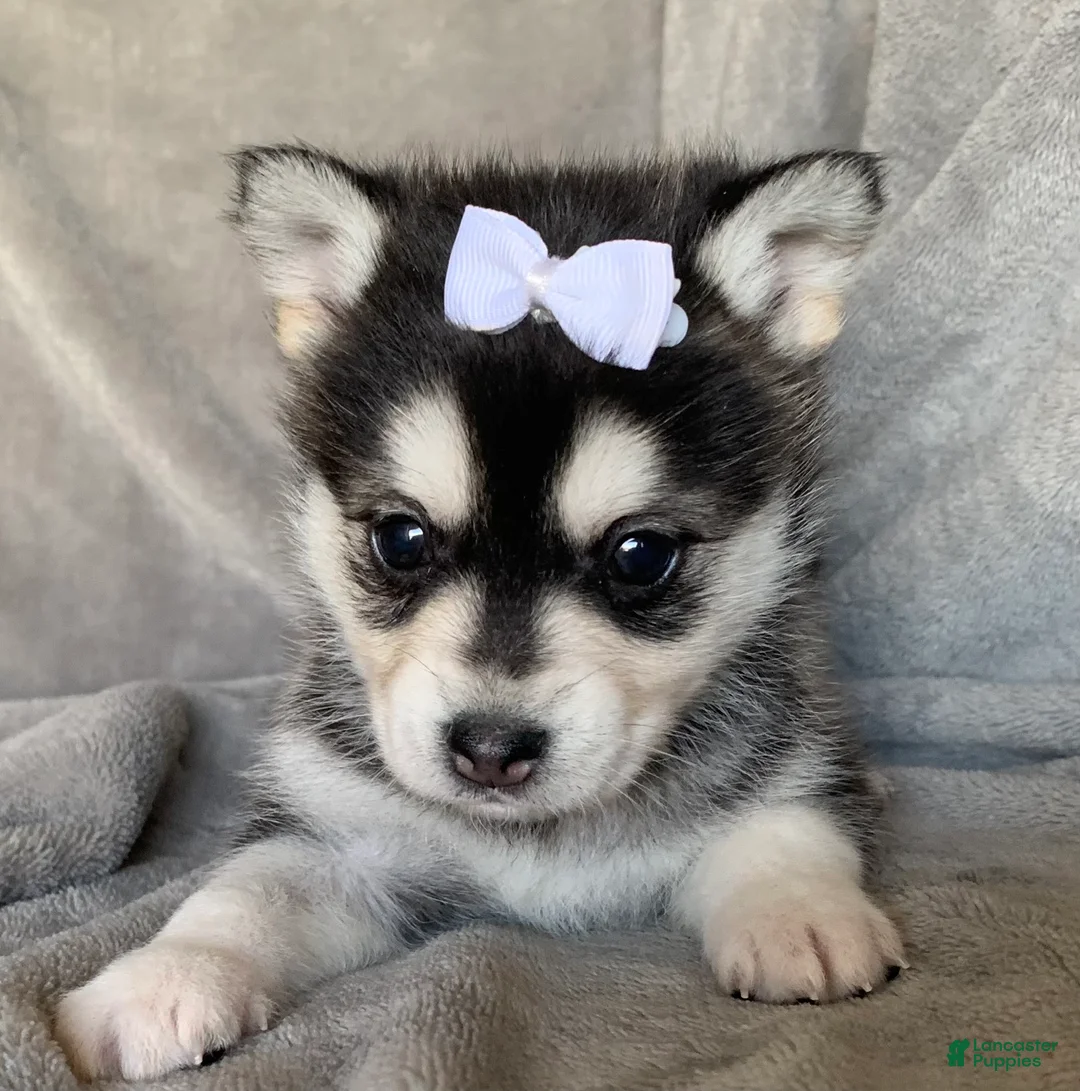 Alaskan Klee Kai dogs for sale: Petite Toy Husky~ Amazing Petunia~!!! - Ad 1
