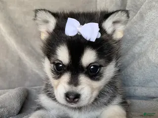 Alaskan Klee Kai dogs Petite Toy Husky~ Amazing Petunia~!!! - Ad 3