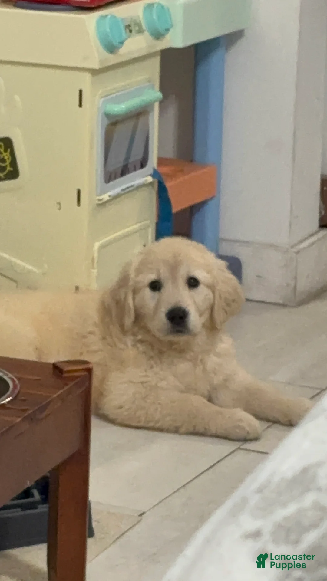 Golden Retriever dogs for sale: Golden Retriever Puppy 1 - Ad 4