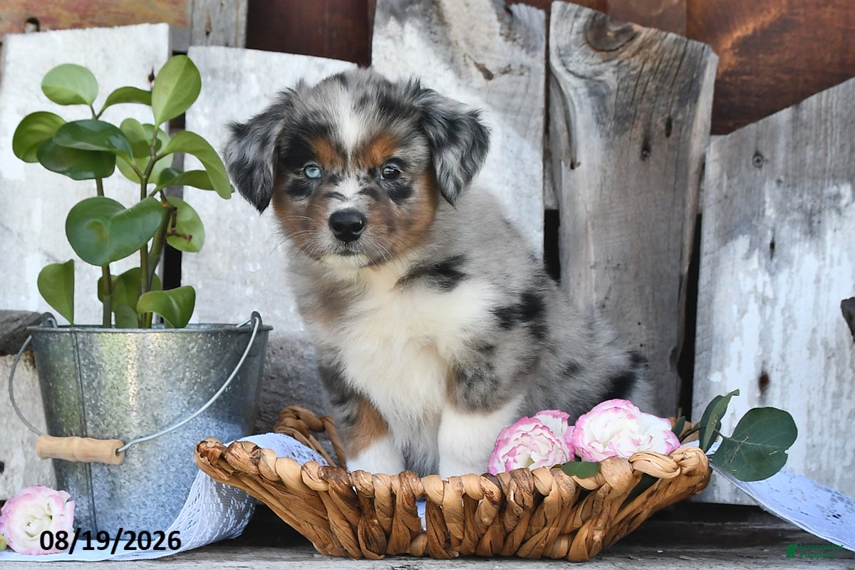 Australian Shepherd dogs Ted - Ad 2