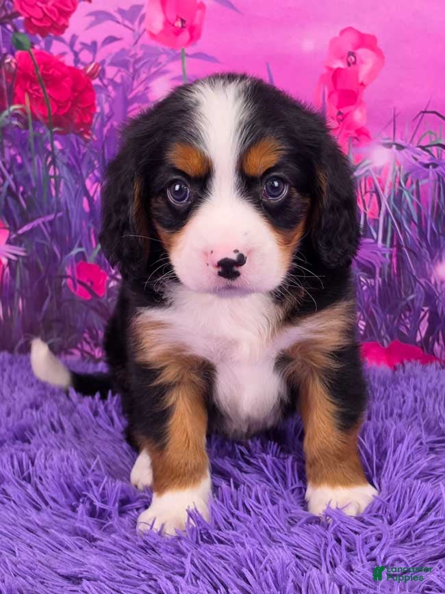 Miniature Bernese Mountain Dog dogs Lego - Ad 2