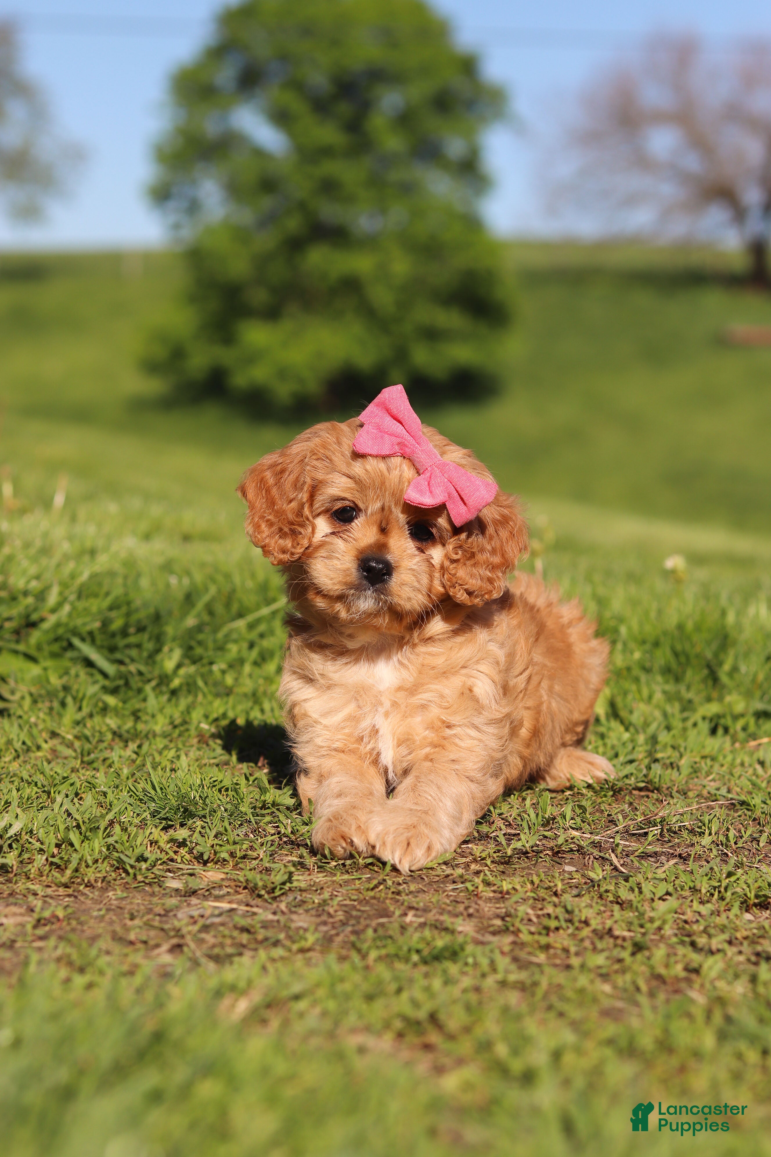 Cavapoo dogs Cocoa - Ad 2