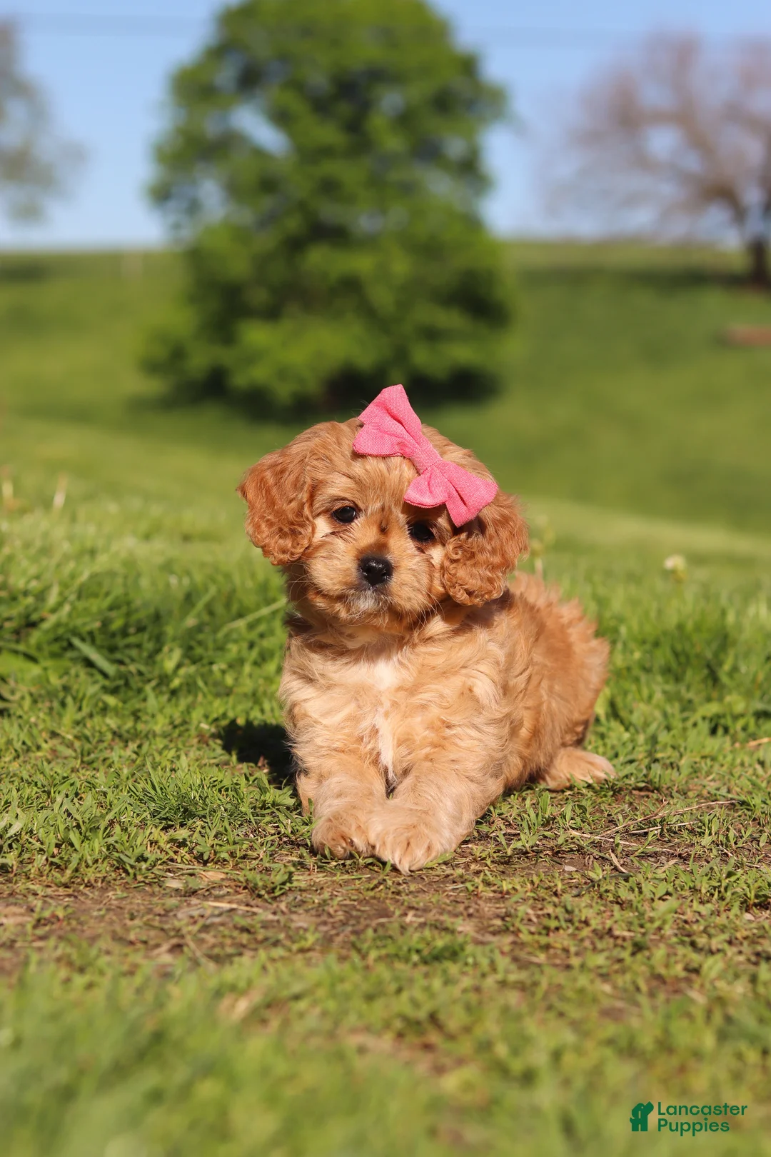 Cavapoo dogs for sale: Cocoa - Ad 2