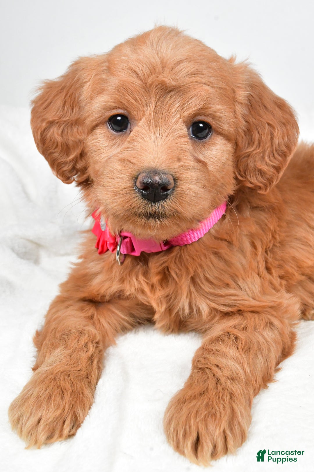 Mini Goldendoodle dogs for sale: Briella - Ad 7