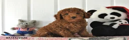Mini Goldendoodle dogs for sale: Commet - Ad 3