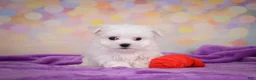 Maltese dogs for sale: Wiston - Ad 4