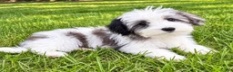 Yorkiepoo dogs for sale: Lola - Ad 2
