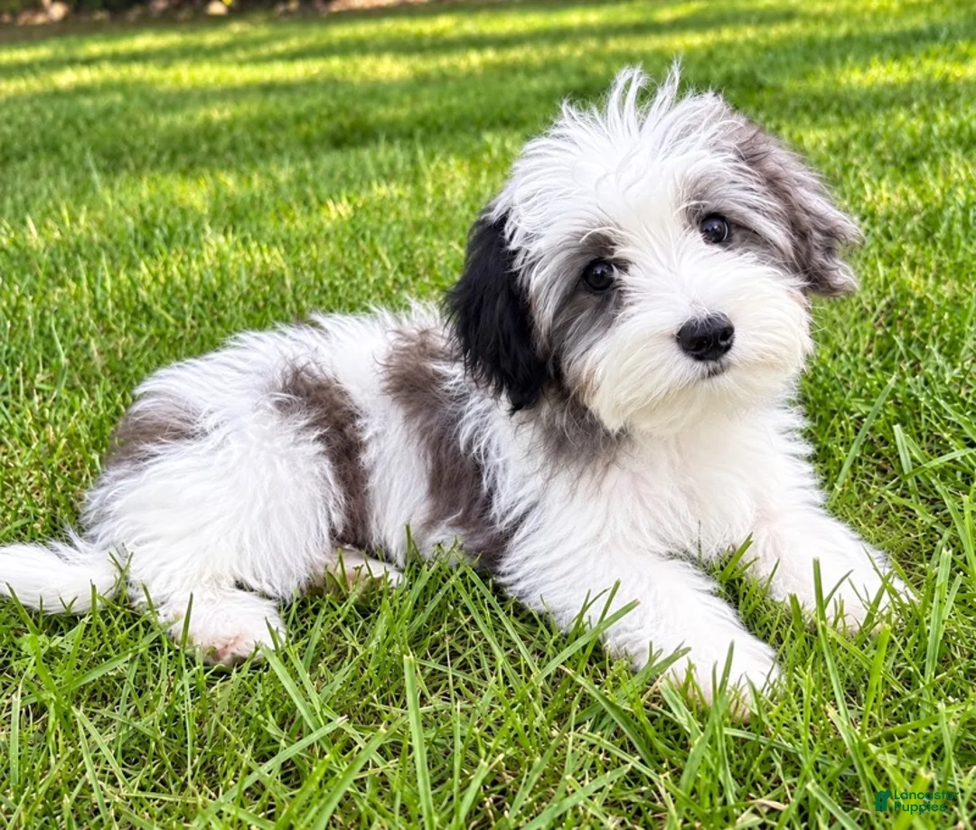 Yorkiepoo dogs for sale: Lola - Ad 2