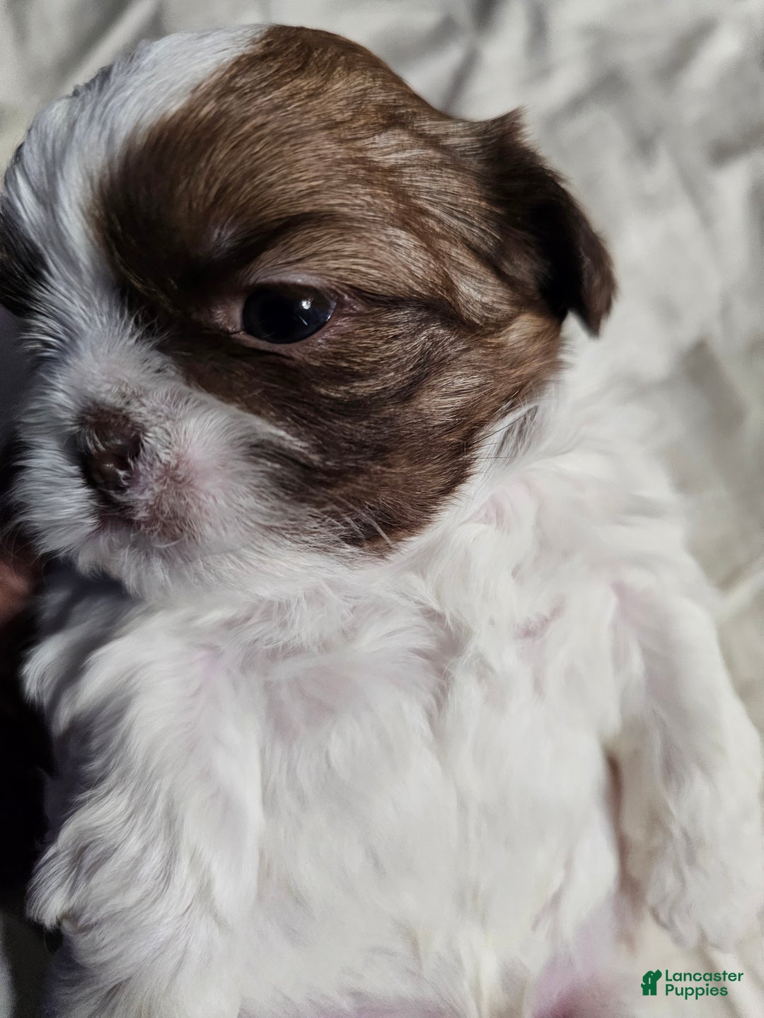 Shih Tzu dogs for sale: Chanel  - Ad 4