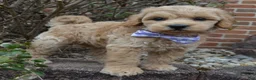 Mini Goldendoodle dogs for sale: Mini Ginger - Ad 1