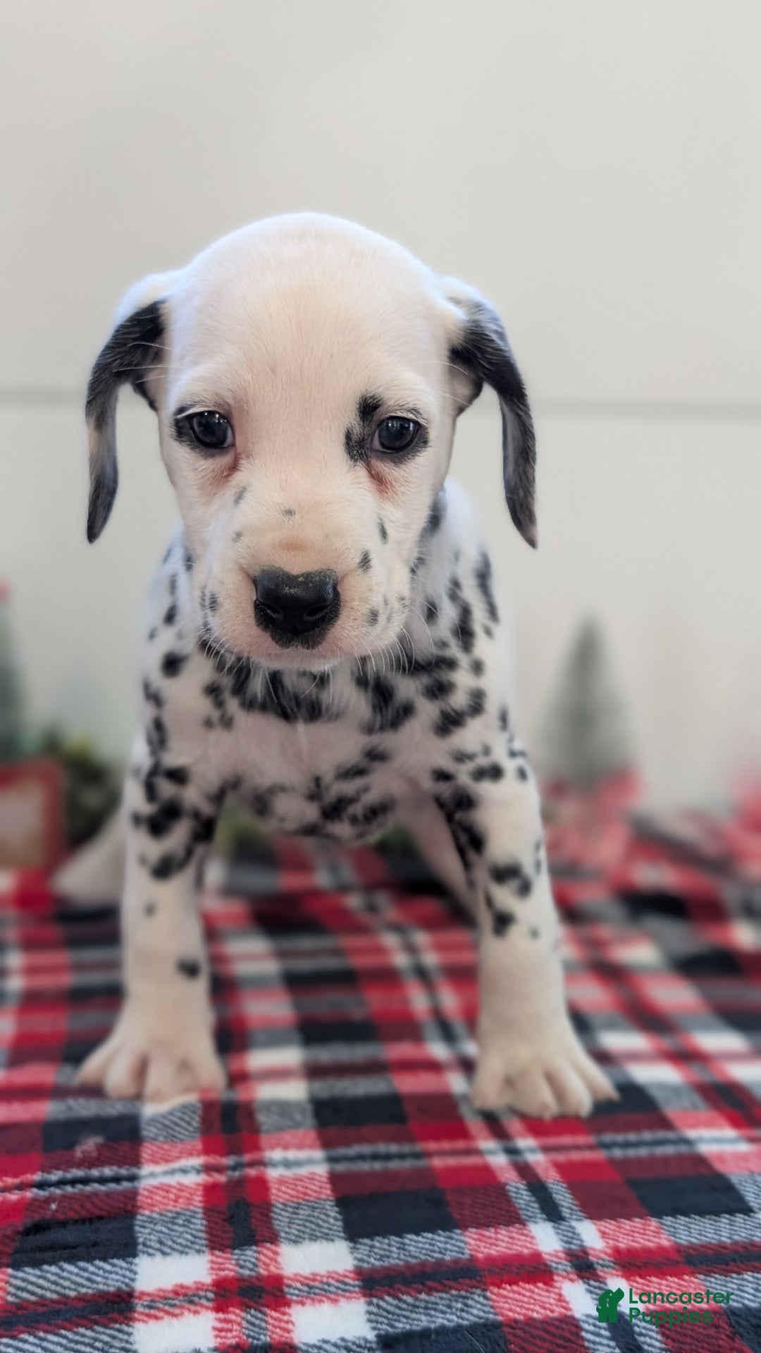 Dalmatian dogs for sale: Maggie - Ad 8