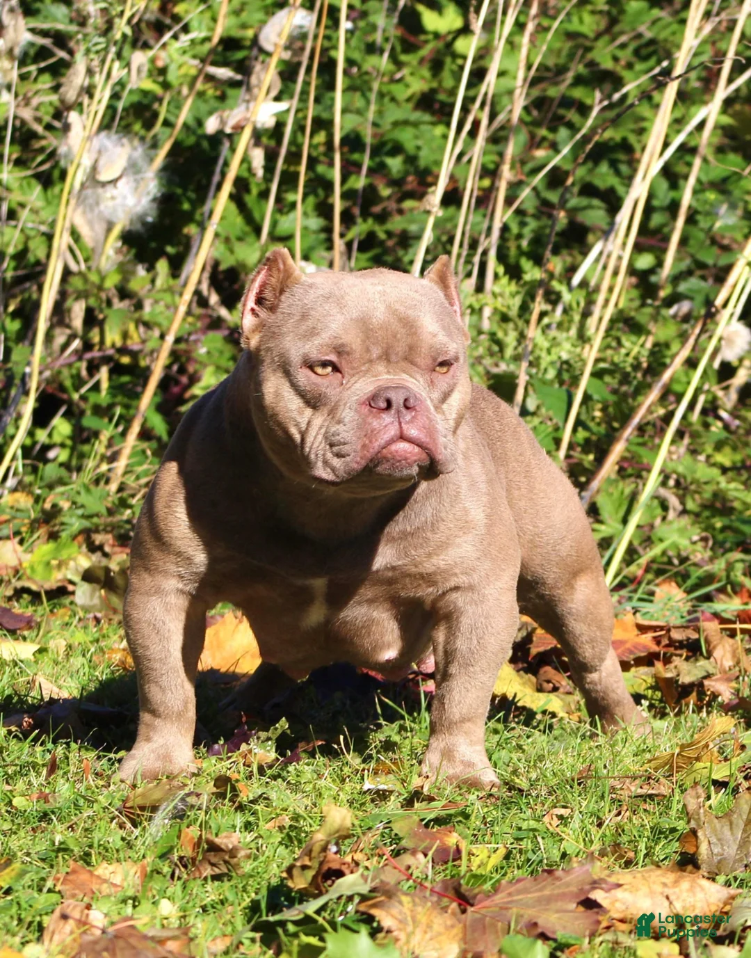 American Bully dogs for sale: One percent  - Ad 4