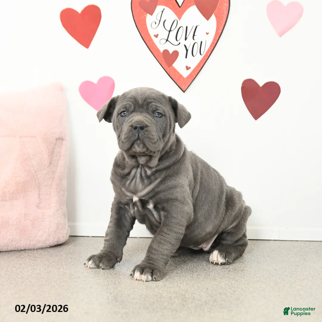Cane Corso dogs for sale: Clementine - Ad 3