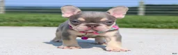 French Bulldog dogs for sale: Chanelle - Ad 4