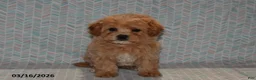 Maltipoo dogs for sale: Maggie - Ad 3