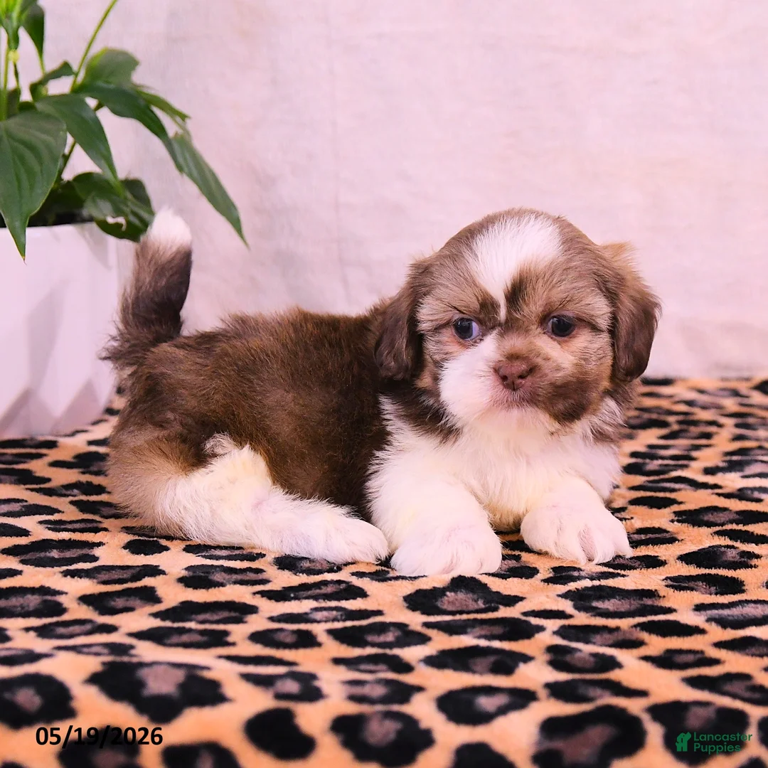 Shih Tzu dogs for sale: Steven - Ad 1
