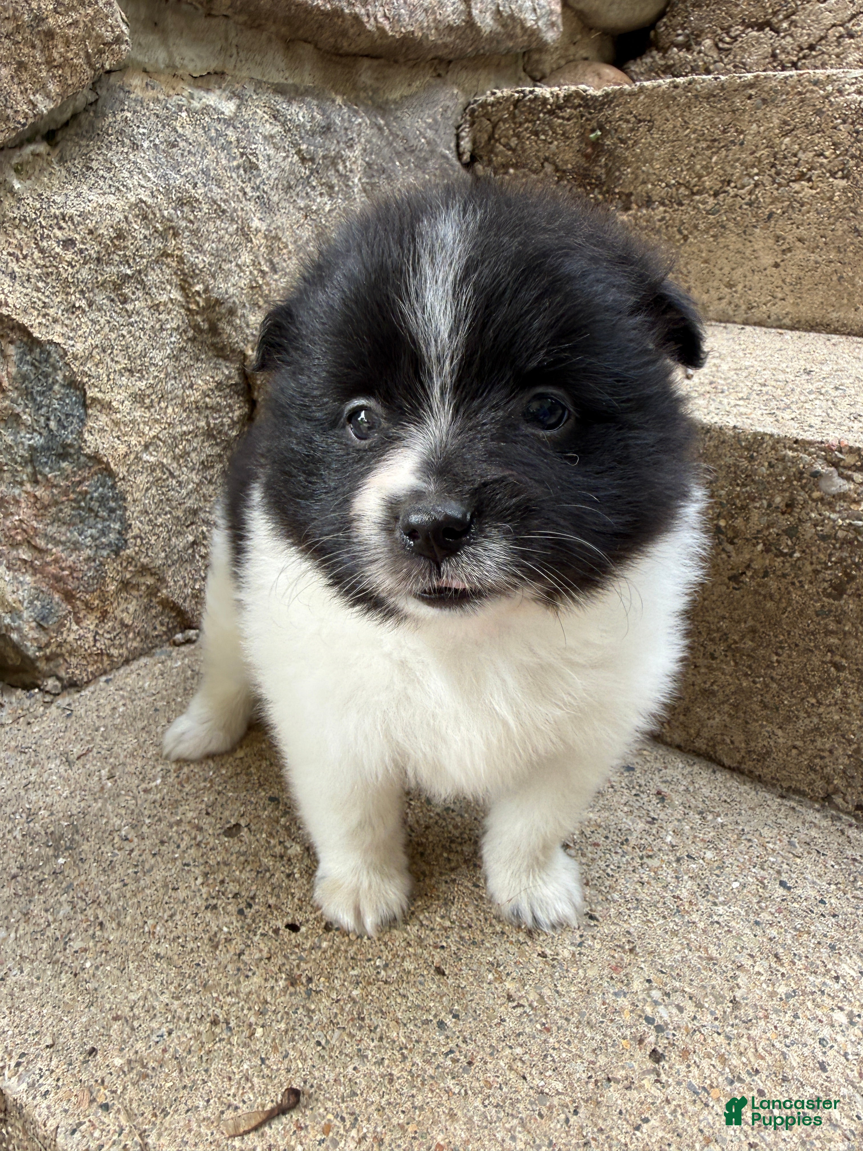 Pomeranian dogs Barney - Ad 2