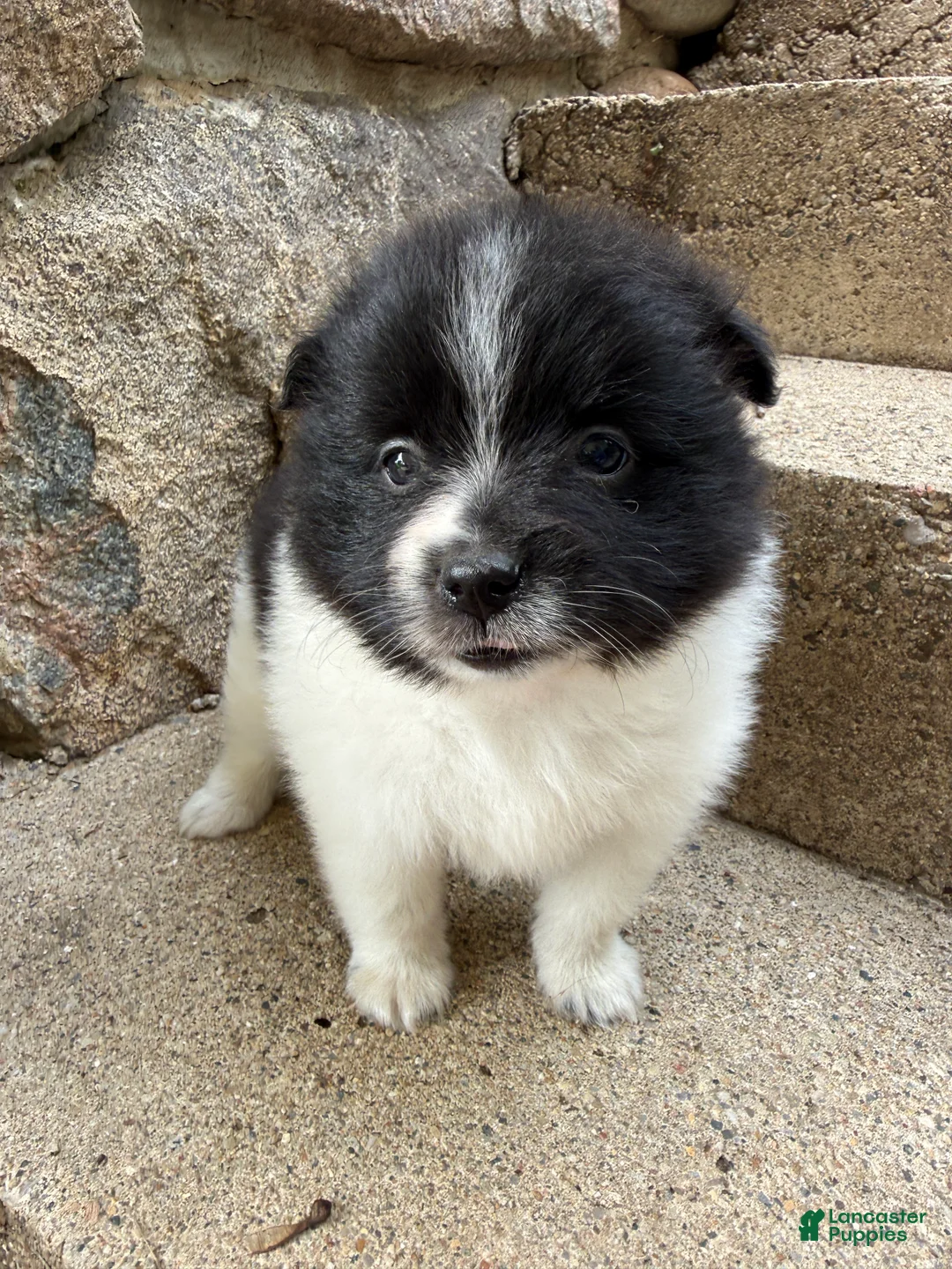 Pomeranian dogs for sale: Barney - Ad 2