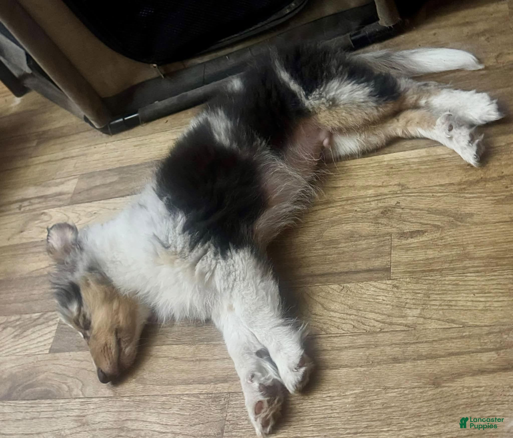 Shetland Sheepdog dogs for sale: Fred - Ad 2