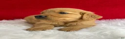 Golden Retriever dogs for sale: Maggie - Ad 7