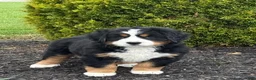 Bernese Mountain Dog dogs for sale: Beatrice - Ad 2