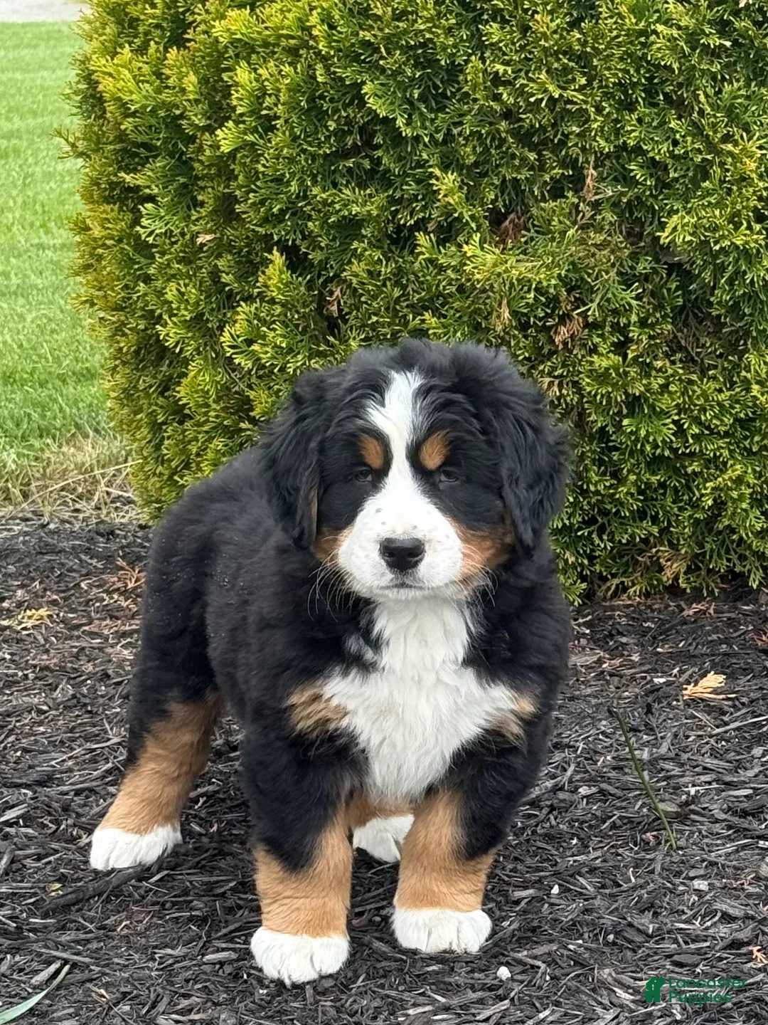 Bernese Mountain Dog dogs for sale: Beatrice - Ad 2
