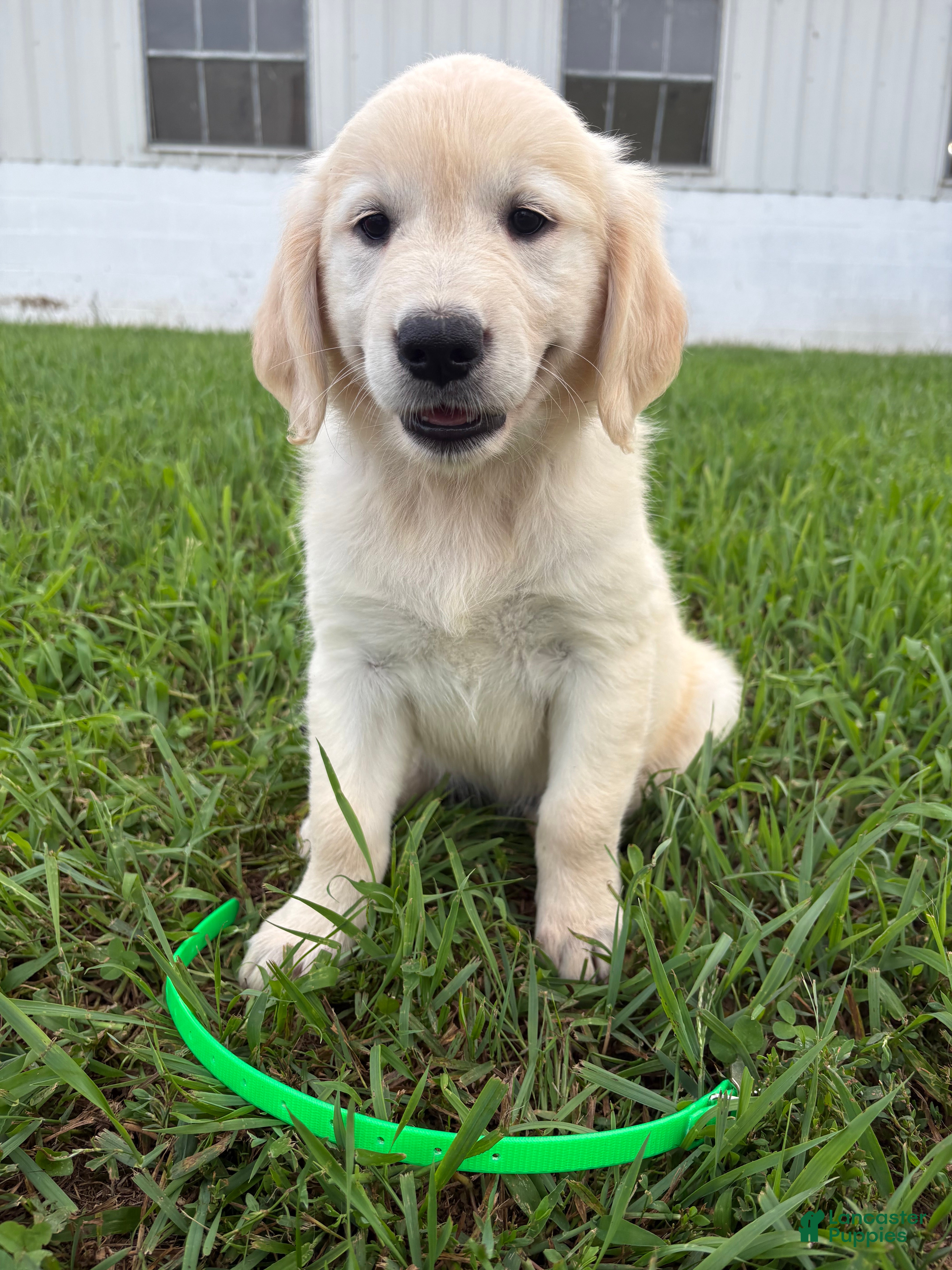 Golden Retriever dogs Dolly  - Ad 1