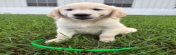 Golden Retriever dogs for sale: Dolly  - Ad 1