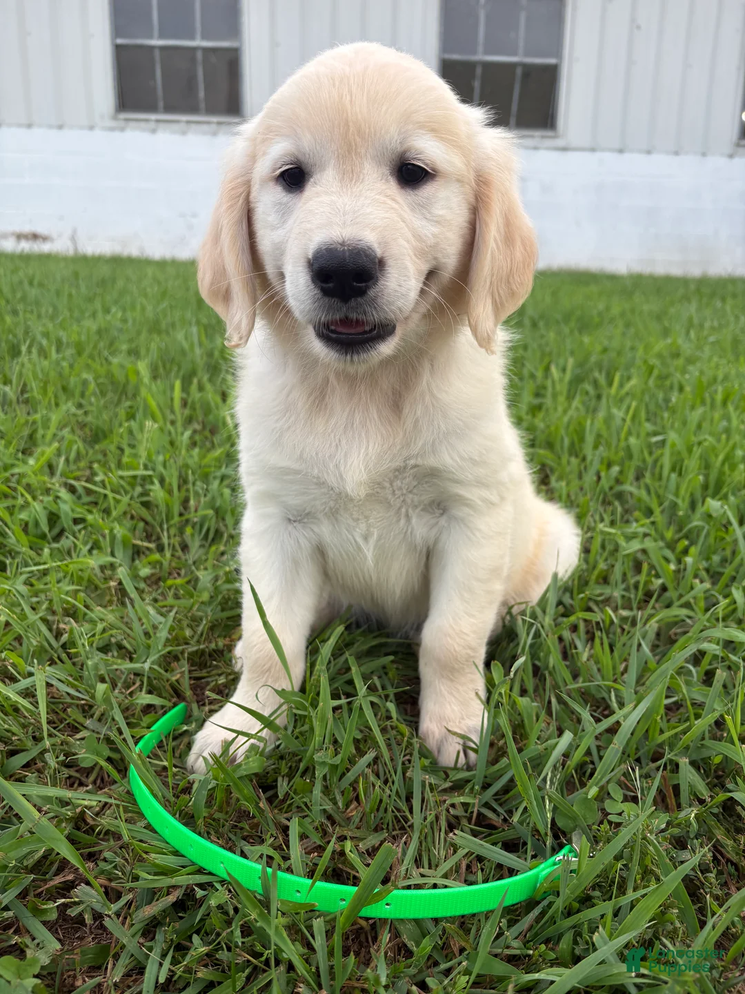 Golden Retriever dogs for sale: Dolly  - Ad 1