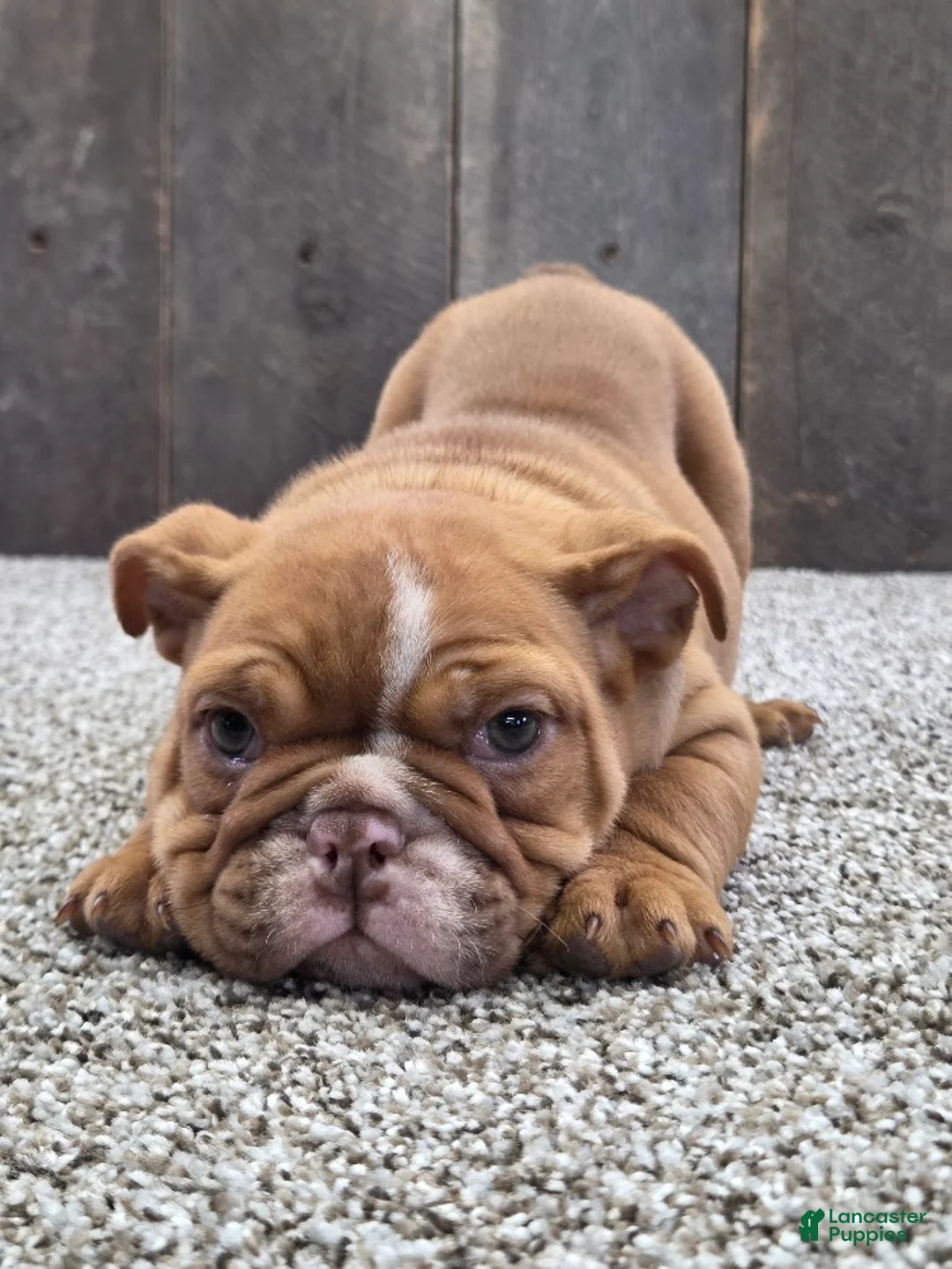 English Bulldog dogs for sale: Penny - Ad 2