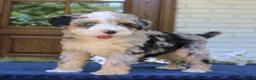 Mini Bernedoodle dogs for sale: Willow  - Ad 2