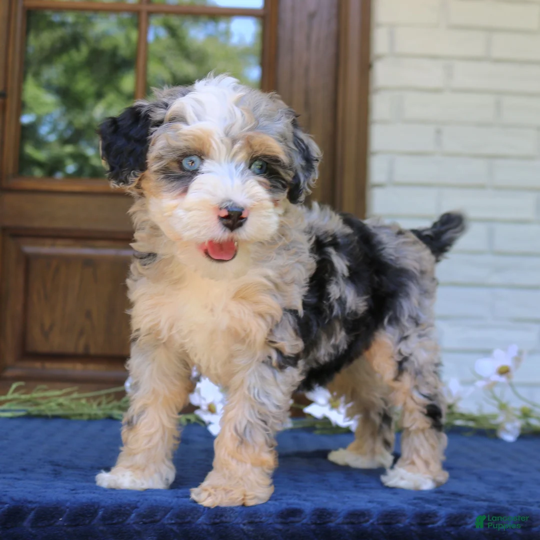 Mini Bernedoodle dogs for sale: Willow  - Ad 2