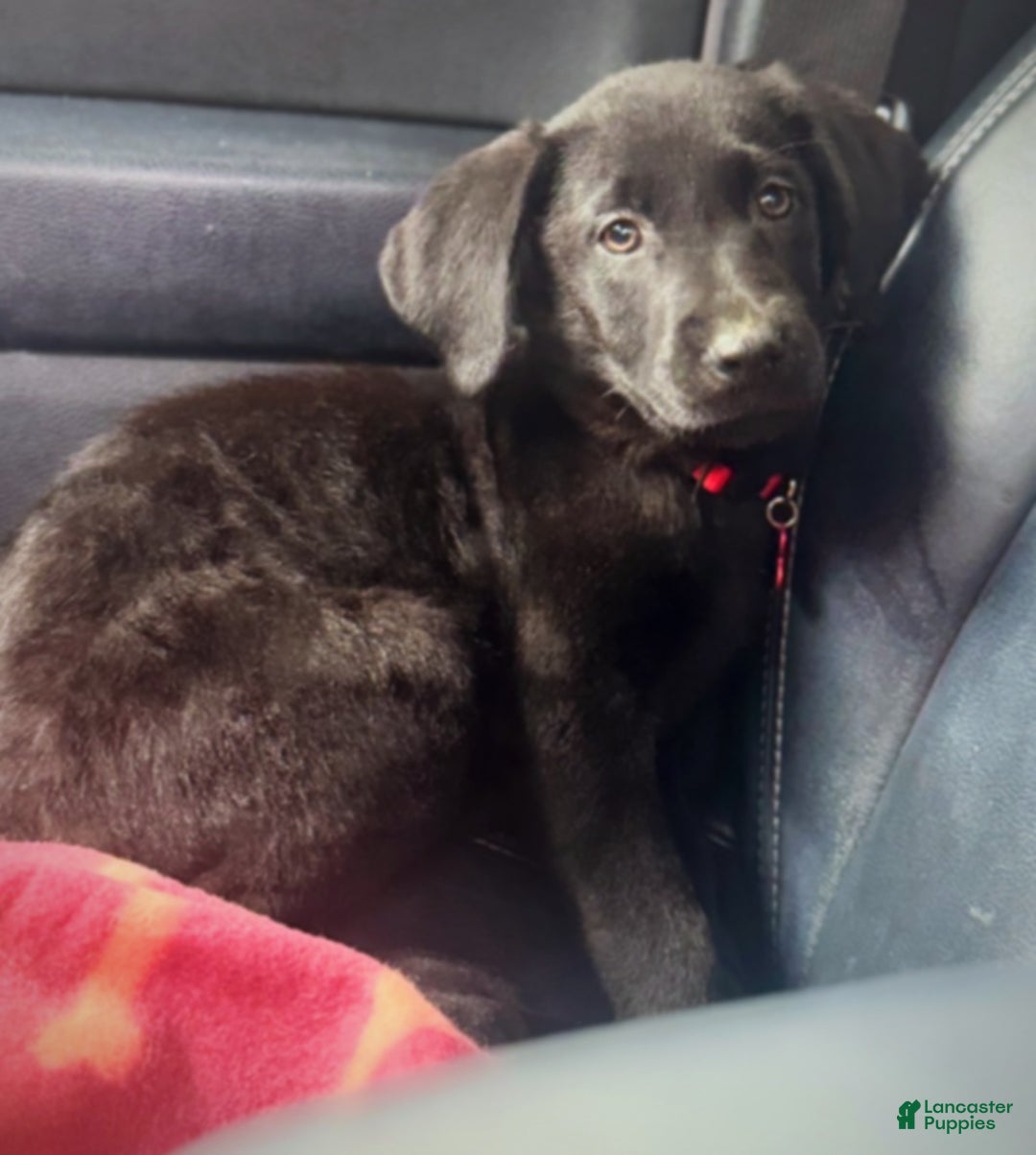 Labrador Retriever dogs for sale: Labrador Retriever Puppy 1 - Ad 6