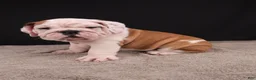 English Bulldog dogs for sale: Charlie  - Ad 8
