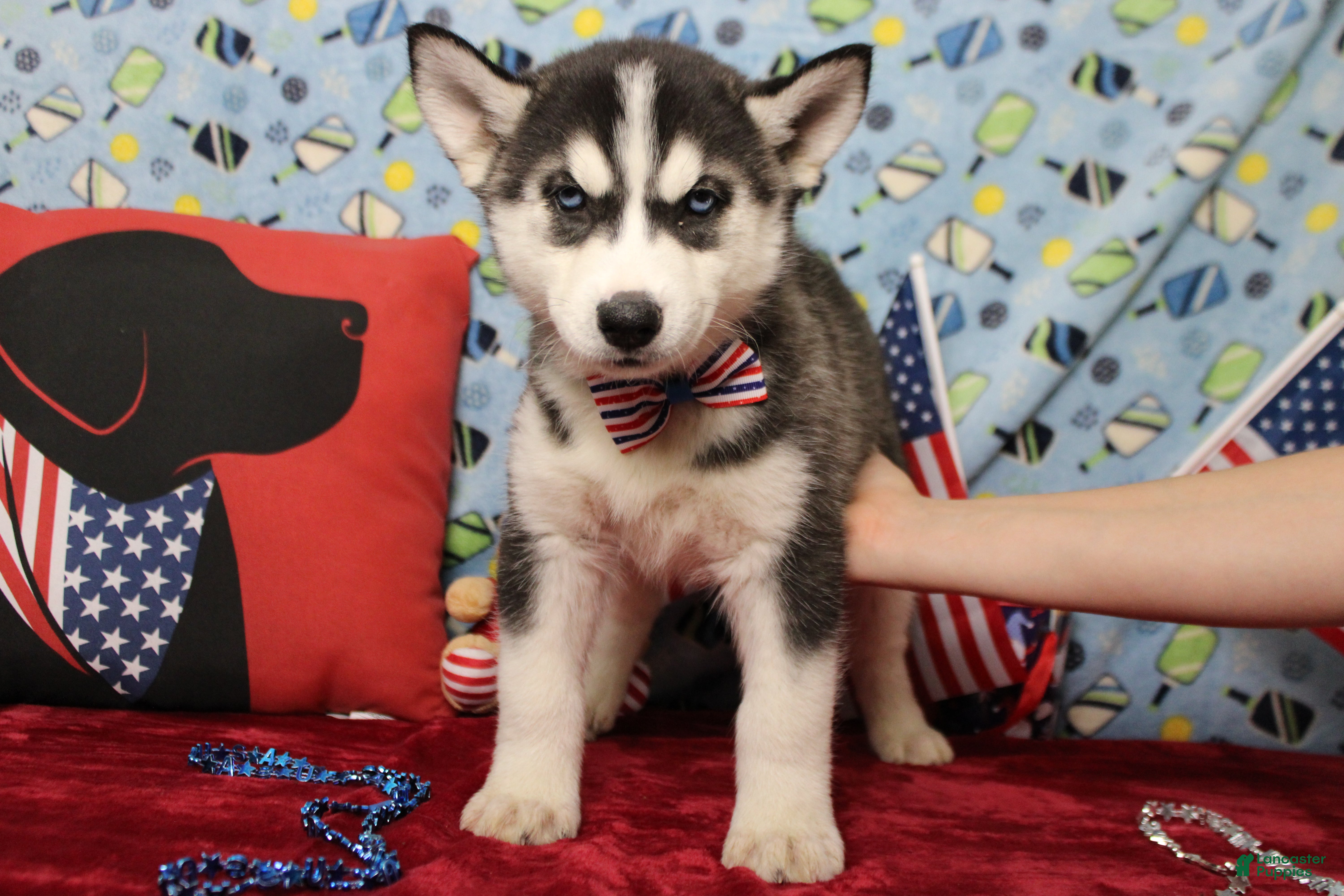 Siberian Husky dogs Storm  - Ad 40