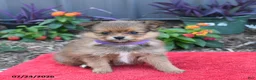 Pomeranian dogs for sale: Hazel - Ad 5