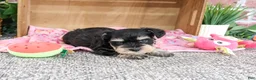 Miniature Schnauzer dogs for sale: Crystal - Ad 2