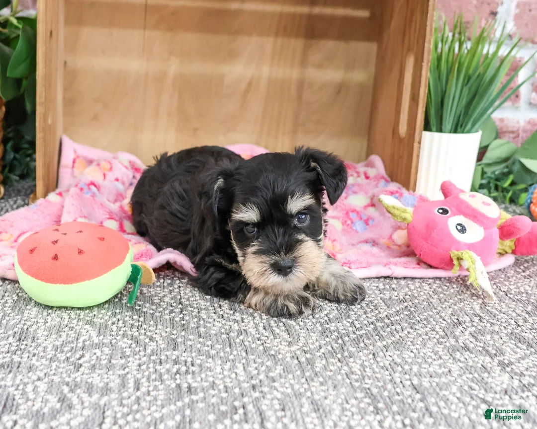 Miniature Schnauzer dogs for sale: Crystal - Ad 2