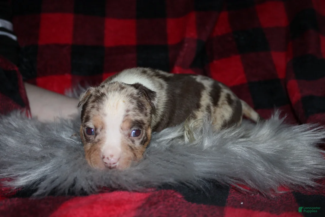 American Bully dogs for sale: Harvey  - Ad 8