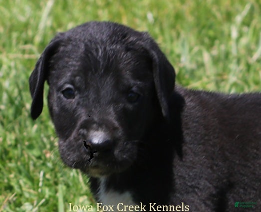 Great Dane dogs Mitzi - Ad 26