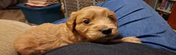 Mini Goldendoodle dogs for sale: Mini Goldendoodle, Whisper - Ad 10