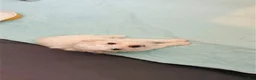 Bichpoo dogs for sale: Bichpoo 2 - Ad 6
