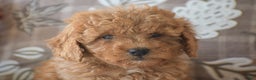 Cavapoo dogs for sale: Rosie - Ad 3