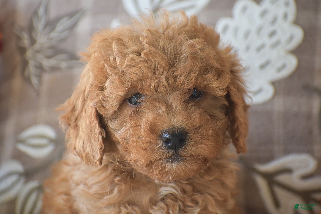 Cavapoo dogs for sale: Rosie - Ad 3