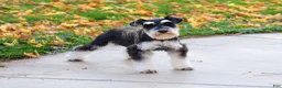 Miniature Schnauzer dogs for sale: Jacob - Ad 6
