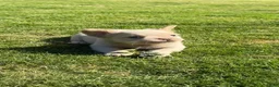 French Bulldog dogs for sale: Daisy - Ad 8