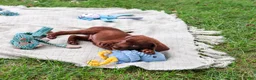 Labrador Retriever dogs for sale: Heath - Ad 5