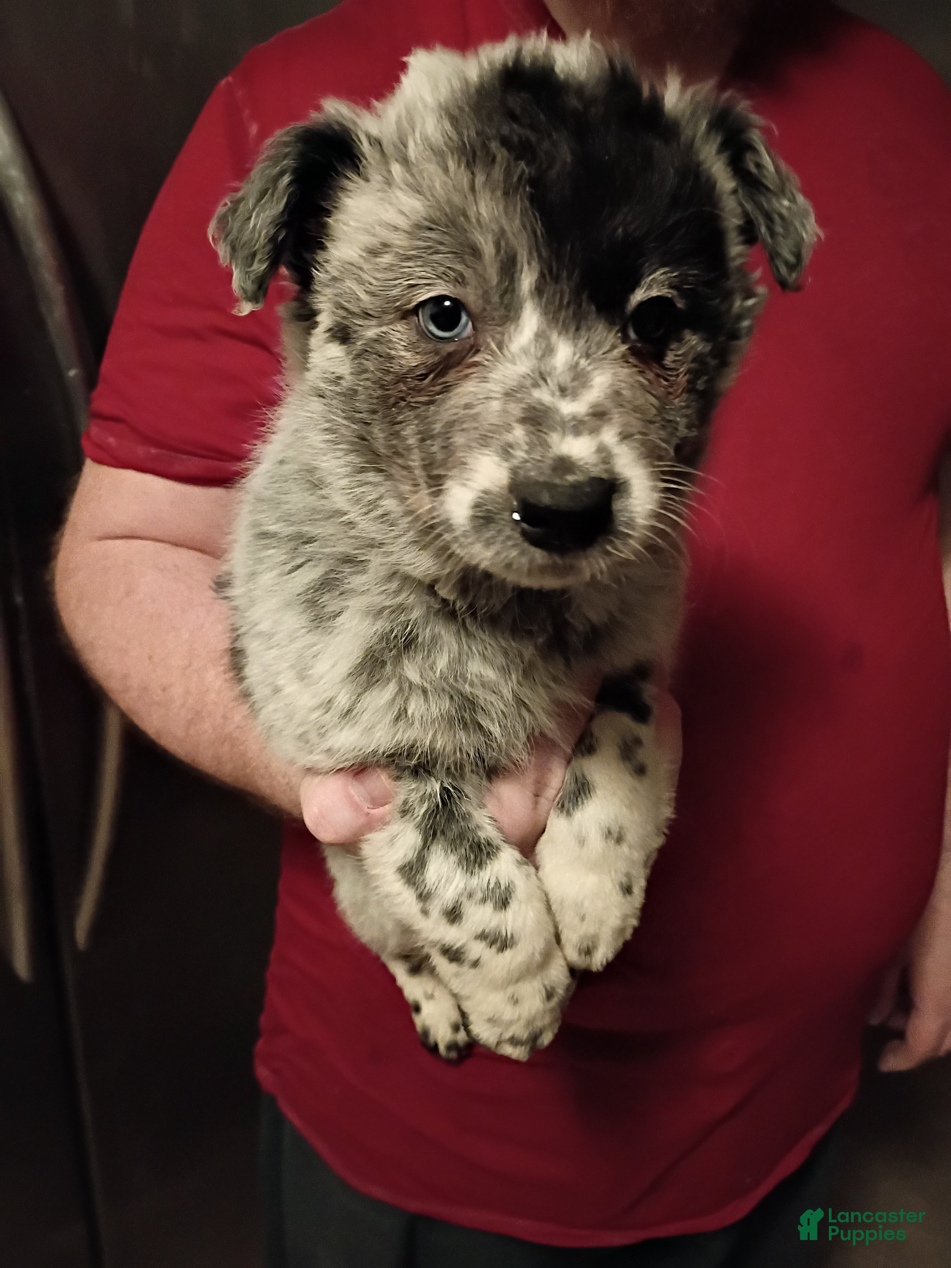 Mixed Breed dogs Blue - Ad 4