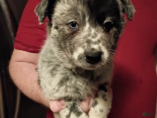 Mixed Breed dogs Blue - Ad 4